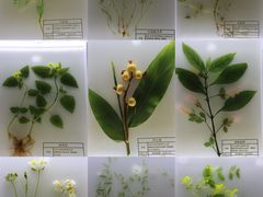 -广东中医药博物馆