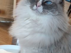 -滚猫咖啡·猫咖·猫友好撸猫(未来城店)