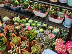 -溪岸路花鸟市场