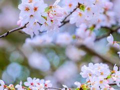 -高东镇樱花园