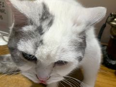 -猫色咖啡·猫咖