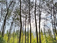 -黄海国家森林公园