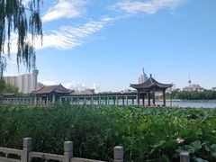 -莲花池公园