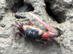 -北海金海湾红树林生态旅游区