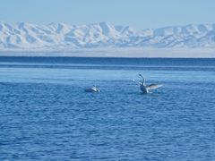 -青海湖国家重点风景名胜区