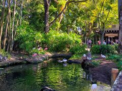 -奥兰多迪士尼动物王国乐园