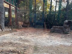 -上海野生动物园老虎餐厅