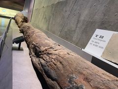 -武汉园博园(武汉自然博物馆)