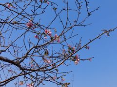 -天适樱花悠乐园