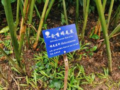 -西双版纳原始森林公园