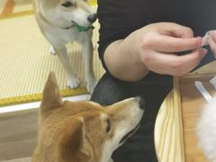 -柴迷FANS CLUB·柴犬狗咖·猫咖