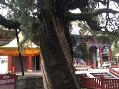 -黄帝陵