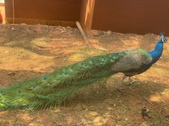 -昆明动物园