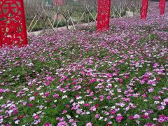 -天适樱花悠乐园