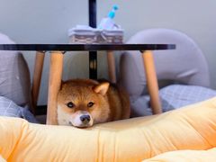 -逗柴咖啡屋·狗咖猫咖宠物桌游