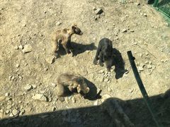 -新疆天山野生动物园