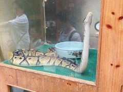 -上海大自然野生昆虫馆(东方明珠·爬宠昆虫探索中心)