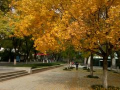 -山东农业大学(岱宗校区)