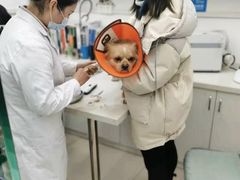 -爱佳宠物中心医院24H·CT·骨外科·猫专科(瑶海万达店)