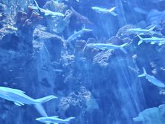 -多彩贵州城极地海洋世界