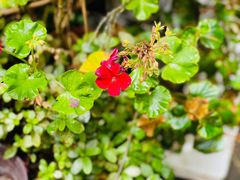 -园里火锅(仁和新城店)