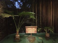 -卷心菜和避孕套餐厅(Pattaya)