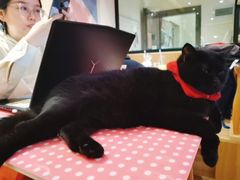 -滚猫咖啡·猫咖·猫友好撸猫(未来城店)