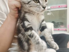 -lincat·猫舍(广州店)