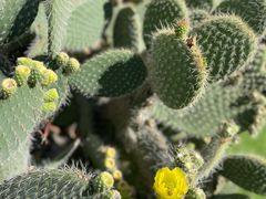 -墨尔本皇家植物园