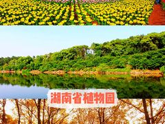 -橘子洲景区