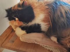 -More Fun猫咖 二十只万元加菲主题