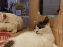 -屋虎猫馆(宝安大仟里店)