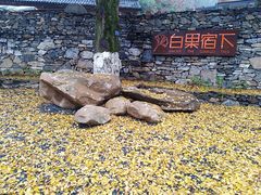 -千年银杏谷文化旅游区
