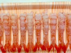 -酉泽屋刺身三文鱼寿司主题餐厅(望馨商业中心店)