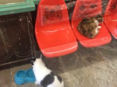 -猫咪博物馆(顶澳仔猫街店)