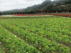 -丹樱生态园