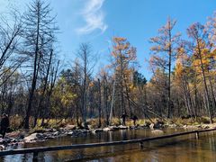 -五营红松林海景区