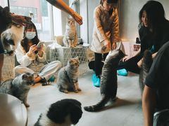 -猫儿山۰猫主题餐厅