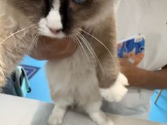 -宠颐生宠物医院·异宠猫科内科·诊疗中心宠巢店