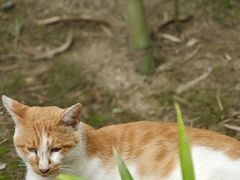 -高旻寺