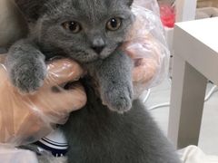 -lincat·猫舍(广州店)