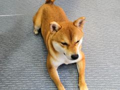 -柴源莊·柴小宠柴犬咖啡