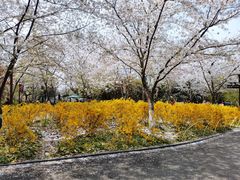 -东平国家森林公园