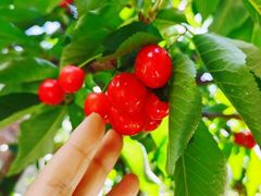 -金谷域澳洲庄园