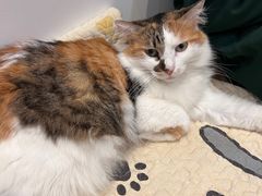 -是阿柴呀！柴犬咖啡·爱喵喵猫咖