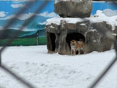 -横道河子东北虎林园