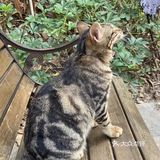 “未见桂花树 却闻桂花香”