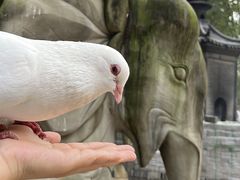 -西安大兴善寺