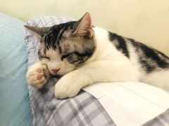 -猫大福·Fortune Cat猫舍(百子湾店)