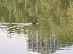 -沈阳于洪碧桂园凤凰酒店